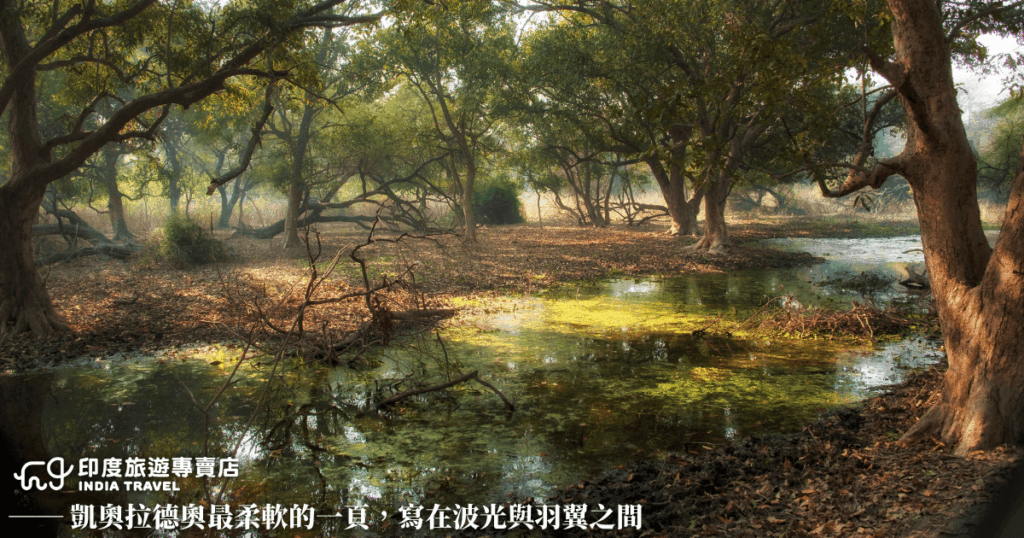 凱奧拉德奧國家公園(Keoladeo National Park)以濕地生態聞名,這裡是候鳥與野生動物的天堂。清晨的陽光透過枝葉灑落在水面上,映照出斑駁的金色光影。水面覆蓋著綠色藻層,與倒映的樹影交織成如詩般的畫面。微風拂過,林間傳來鳥鳴聲,構成了大自然最溫柔的樂章,讓人沉醉於靜謐的原始氣息中。